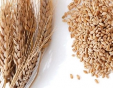 Сертификация пшеницы на выгодных условиях